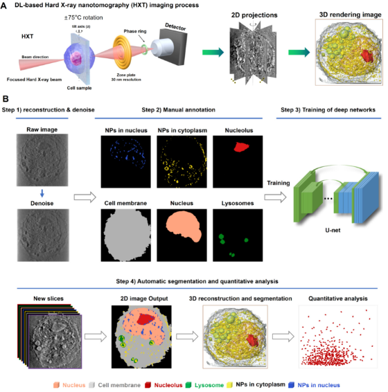 人工智能賦能納米分辨CT表征技術，驅動新型納米藥物與細胞技術研發新紀元