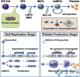 新干細胞技術突破 規?；a血小板，為臨床輸血注入新希望